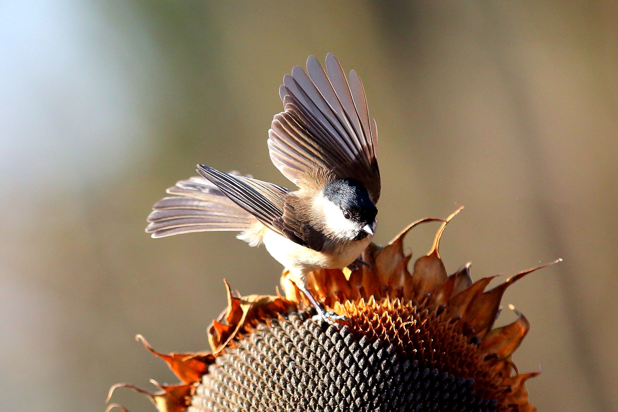 Before transformation